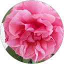 PASCALE ROUVREAU profile picture