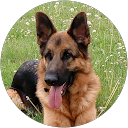 Sylvain profile picture